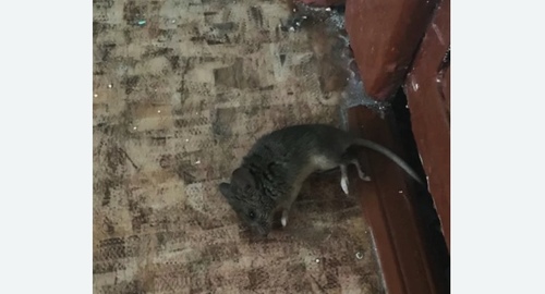 Дезинфекция от мышей во Владикавказе